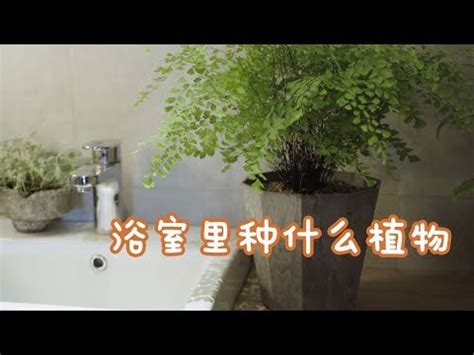 廁所適合放什麼植物|適合放在浴室廁所的植物